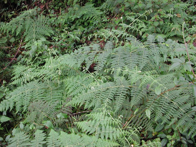 Dennstaedtiaceae Pteridium arachnoideum